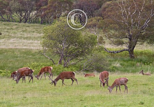 Group of Red Stags in Velvet on Mull DM1110